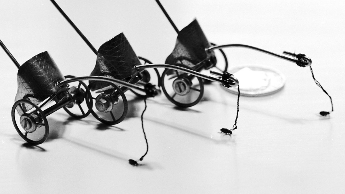 BBC Radio 4 Natural Histories, Fleas The rise and demise of the