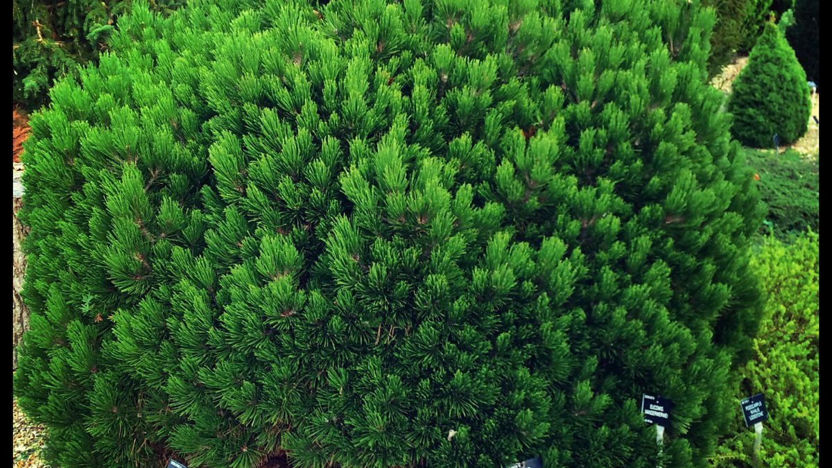 BBC Radio Solent The Kitchen Garden, Brian Kidd (Wild about Gardening