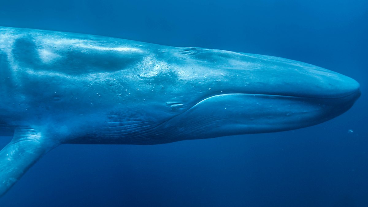 BBC One - Blue Whale - The Hunt, Hunger at Sea (Oceans) - Ocean Prey