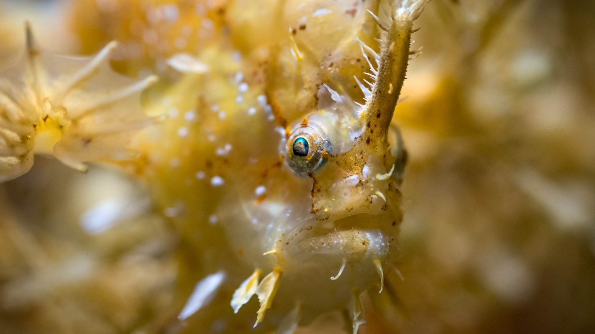 bbc-one-the-sargassum-fish-is-perfectly-camouflaged-to-hide-within