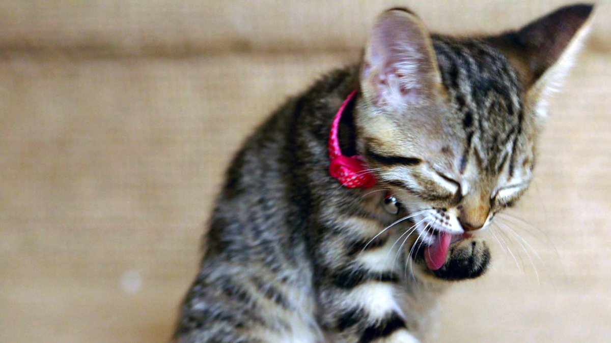 BBC iPlayer Meet the Kittens Episode 9