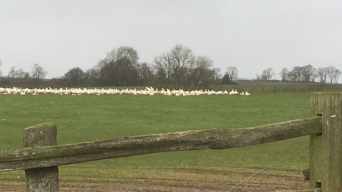 BBC Radio Leicester Ben Jackson on BBC Radio Leicester, Seldom Seen Farm