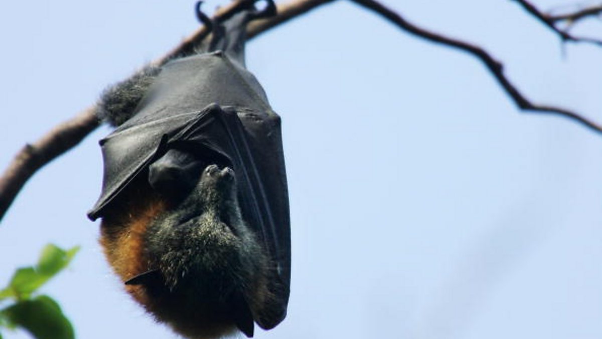 BBC World Service - World Update: Soundscapes, Australian fruit bats