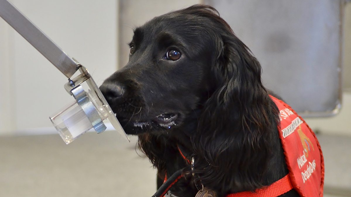 BBC Radio 4 World at One, 18/12/2015, Can dogs sniff out cancer?
