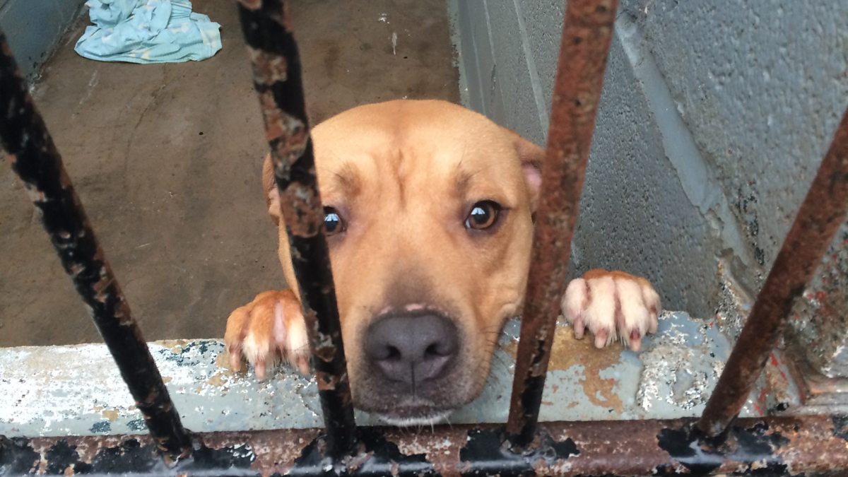 flushdyke kennels