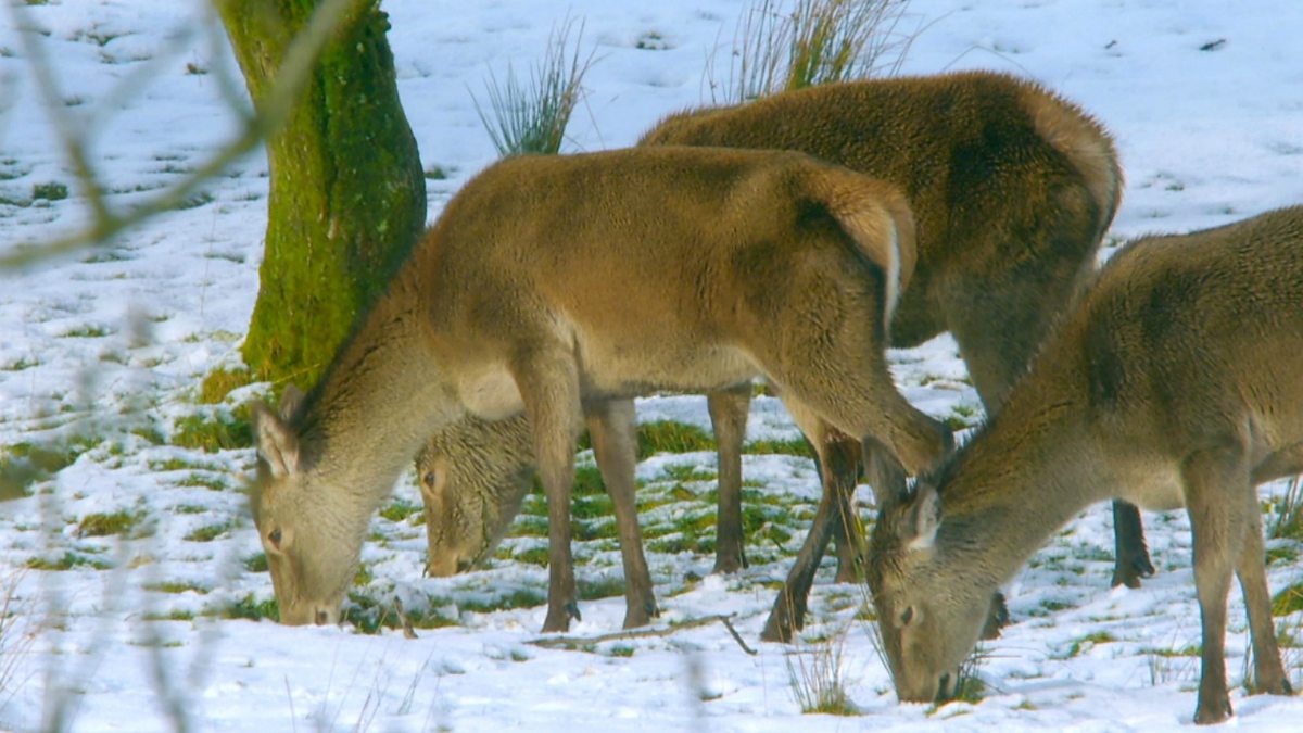 BBC Could this be the only herd of wild red deer in Wales? Snow
