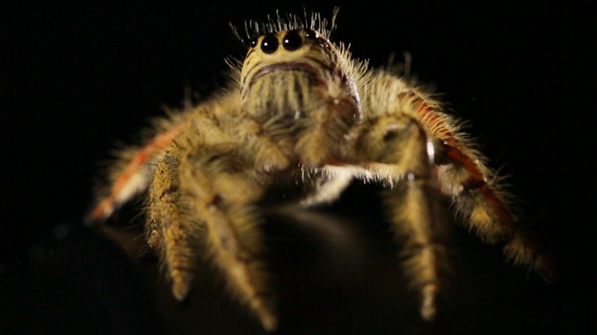 BBC - BBC Earth, WORLD'S BIGGEST JUMPING SPIDER IN SLOW MOTION