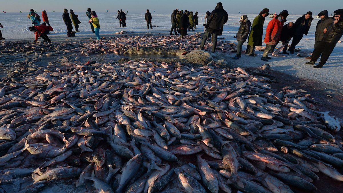 BBC World Service - Science In Action, Global Fish Catches Under-reported