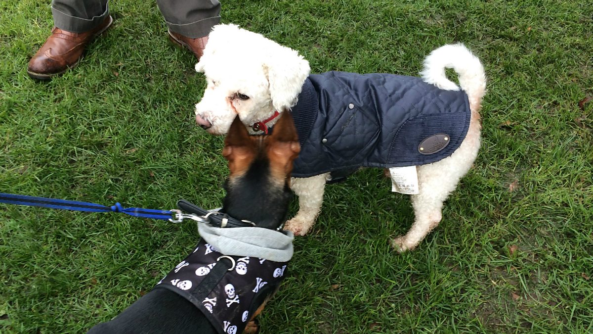 BBC Radio 4 PM, 21/01/2016, Ruff justice for dog owners