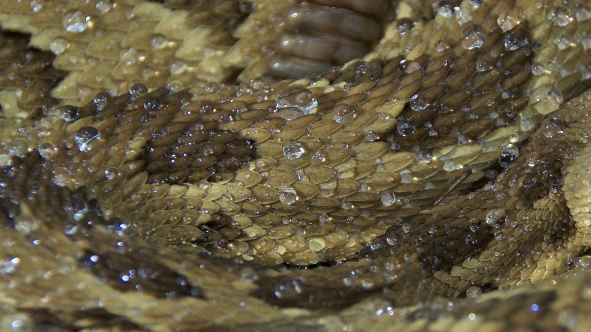 Bbc Two - Earth's Greatest Spectacles - Filming A Wild Rattlesnake Hunt