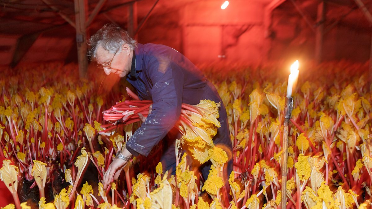 BBC Arts BBC Arts All systems grow Martin Parr and the Rhubarb
