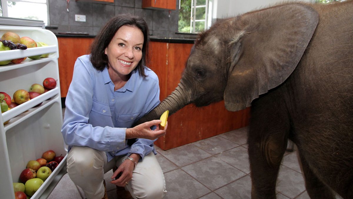 BBC Blogs - TV blog - Nature's Miracle Orphans: I can't explain my bond with Moyo, the baby elephant