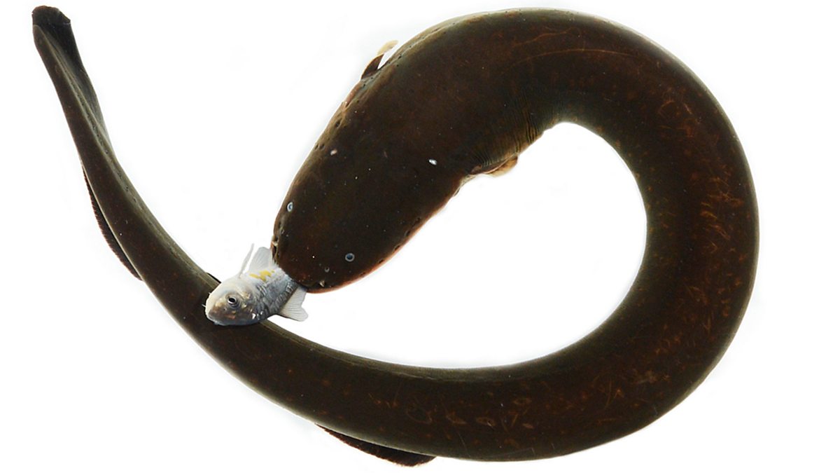BBC World Service Discovery, Science Stories Series 1 Eels and
