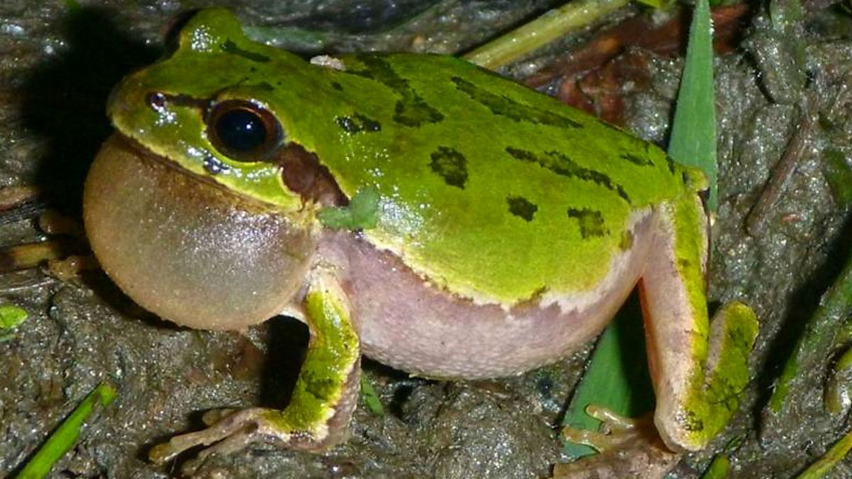 BBC World Service - World Update, Sexy zombie frogs