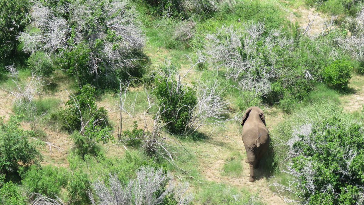 BBC World Service - Weekend, Morgan the elephant's extraordinary journey