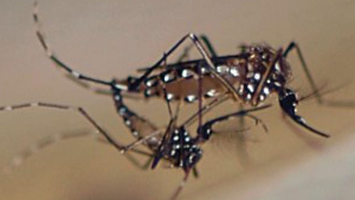 BBC Radio 4 Goodbye Mosquito, Adam's tour of the Oxitec Lab Aedes