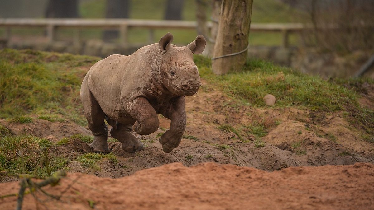 BBC One - North West Tonight, 24/03/2016, Baby Rhino Playing At Chester Zoo