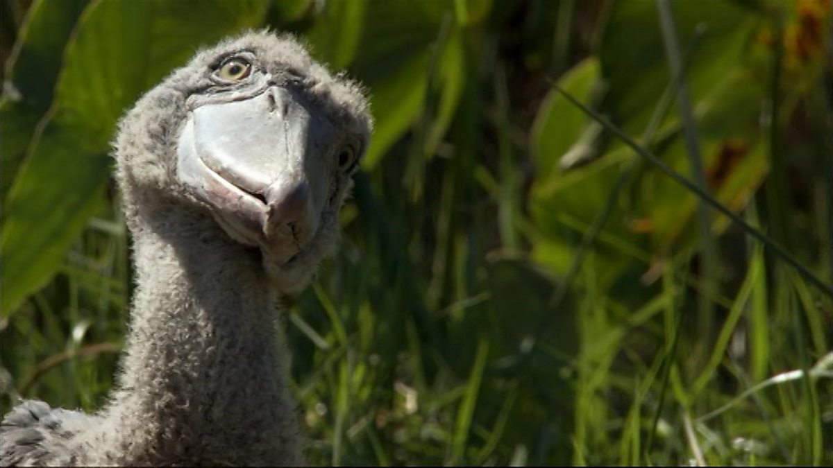 african shoebill chicks