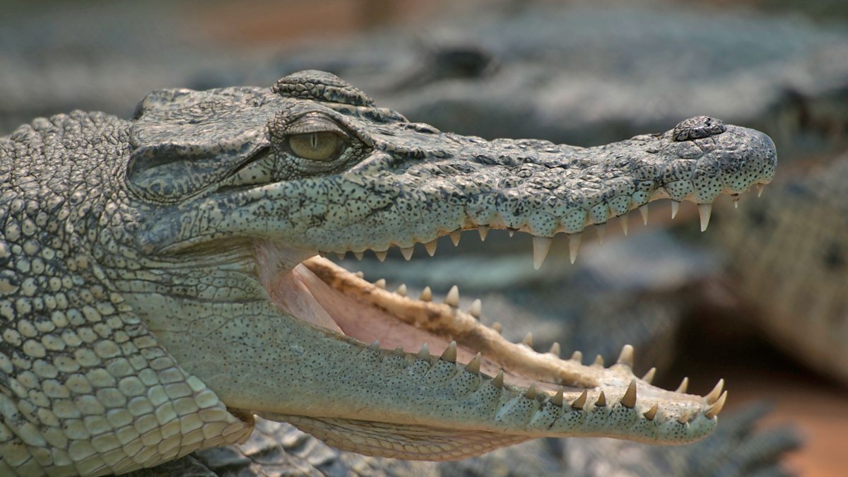 BBC Two - New Guinea crocodile - Tribes, Predators & Me, Series 1 ...