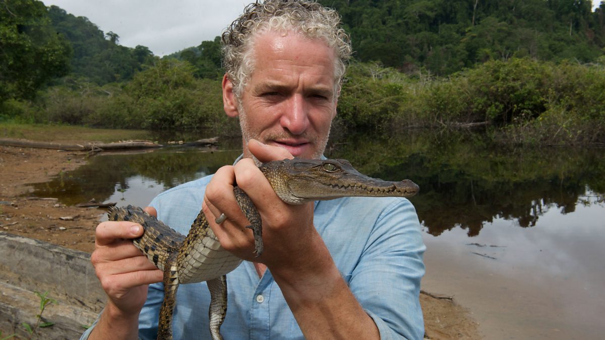 BBC Two - Gordon Buchanan holds a baby crocodile - Tribes, Predators