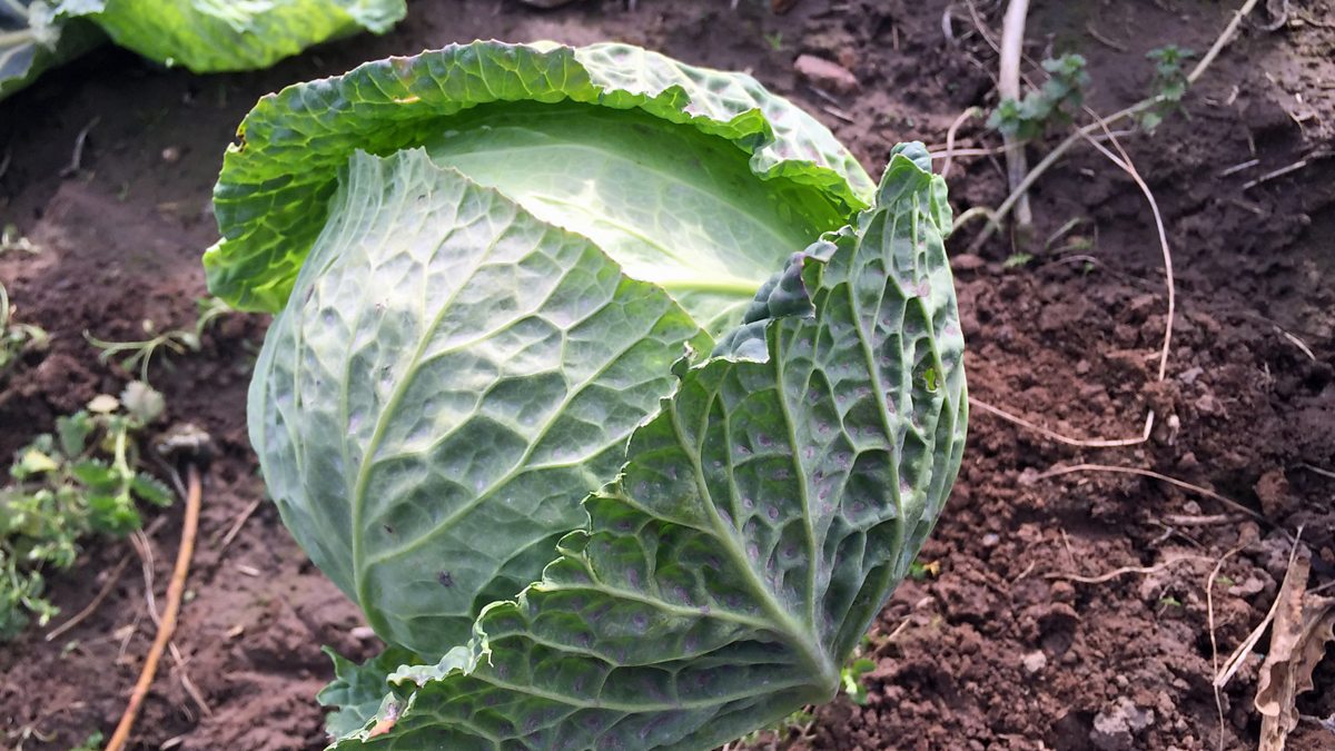 BBC Radio 4 More or Less, The Great EU Cabbage Myth