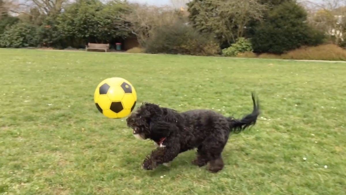 BBC Radio 5 Live - 5 Live In Short, 'Ronaldog' has skills Cristiano ...