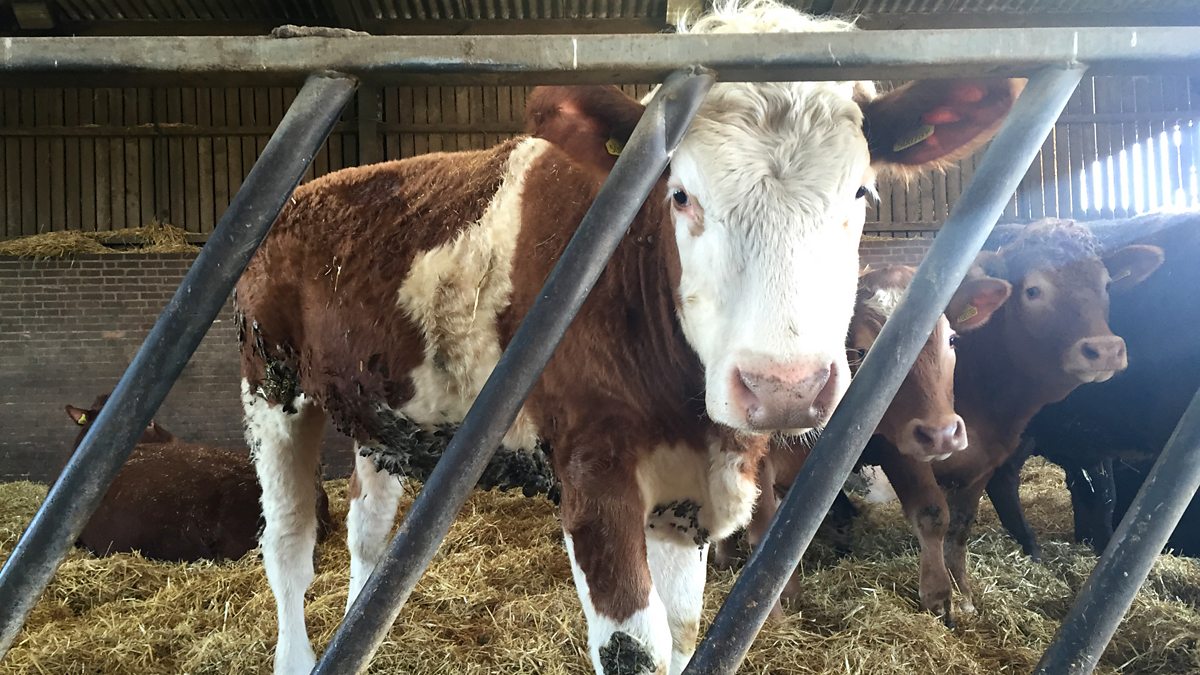 BBC Radio 4 - On Your Farm, Future Food: McDonald's Beef Carbon Project