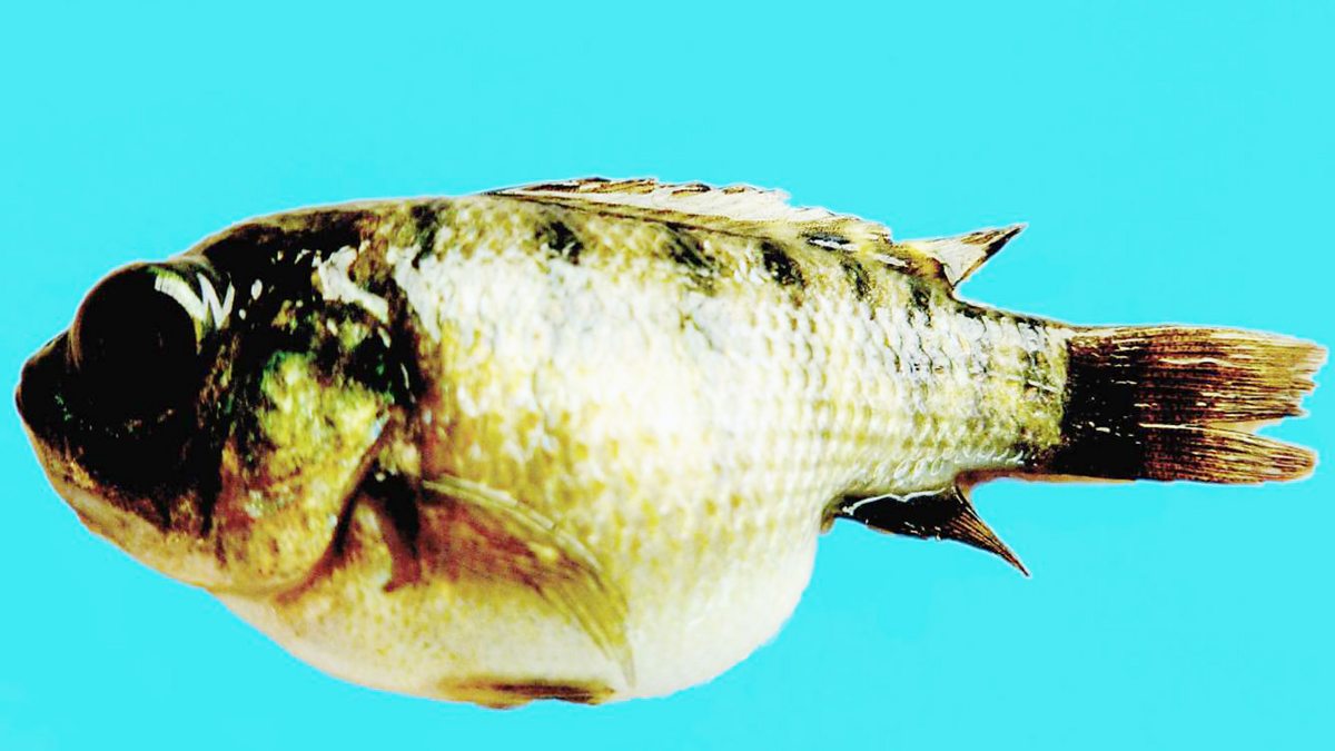 BBC World Service - Science In Action, Tilapia Lake Virus Killing Fish