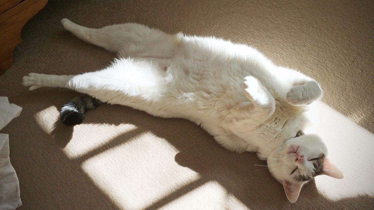 BBC Radio 4 Radio 4 in Four, Do cats pick up regional accents?