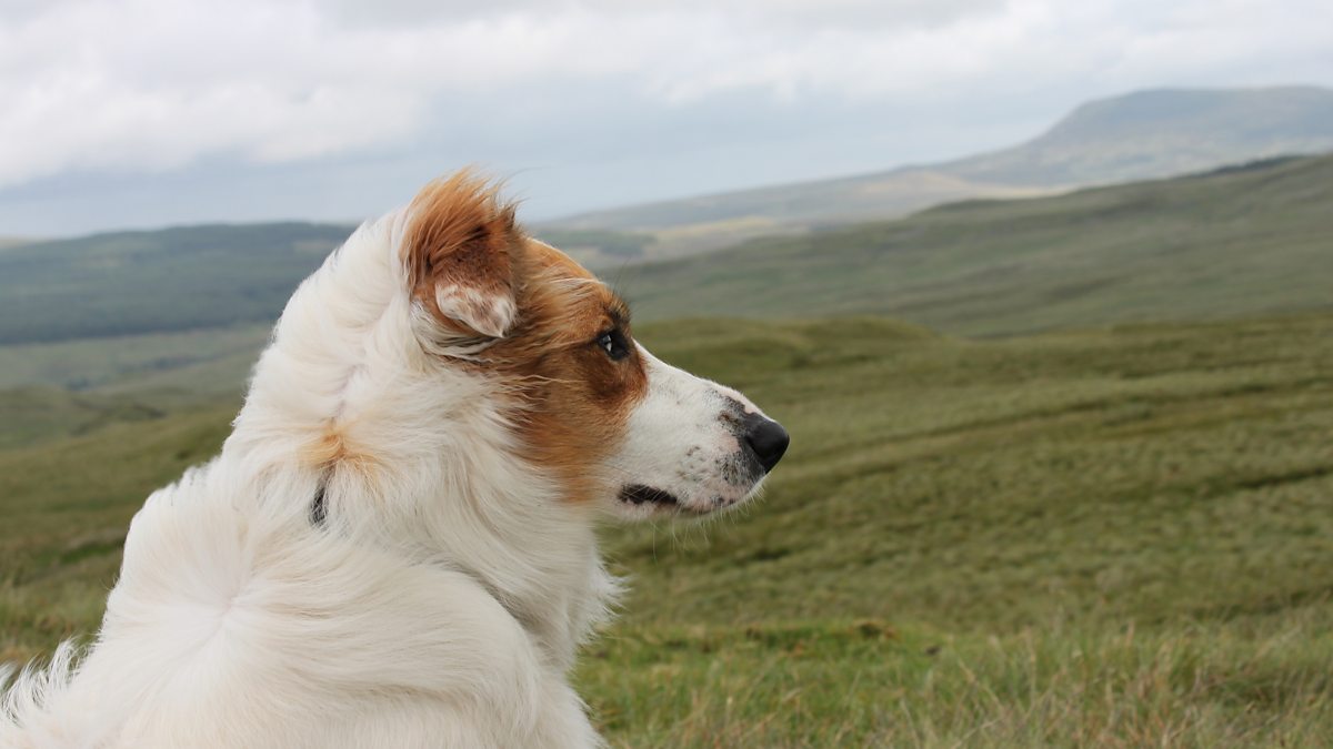 kate humble on dogs