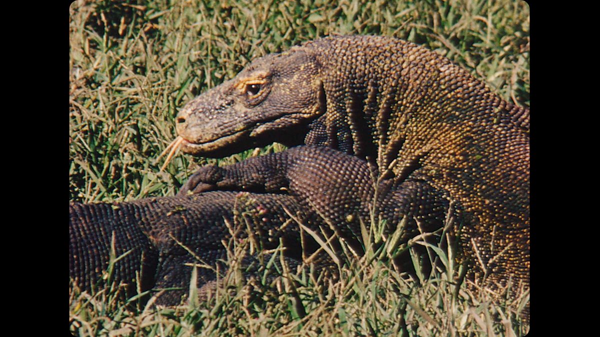 BBC Four - The first ever colour footage of Komodo dragons in the wild