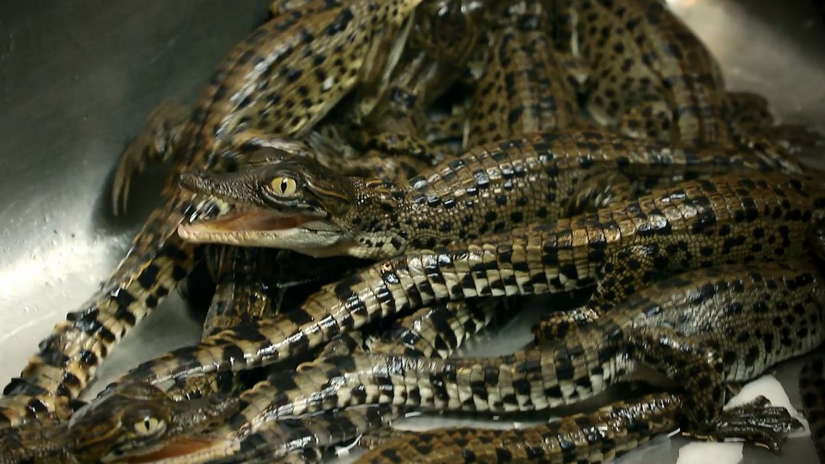 BBC Two This World, Inside the Billionaire's Wardrobe, Baby crocs