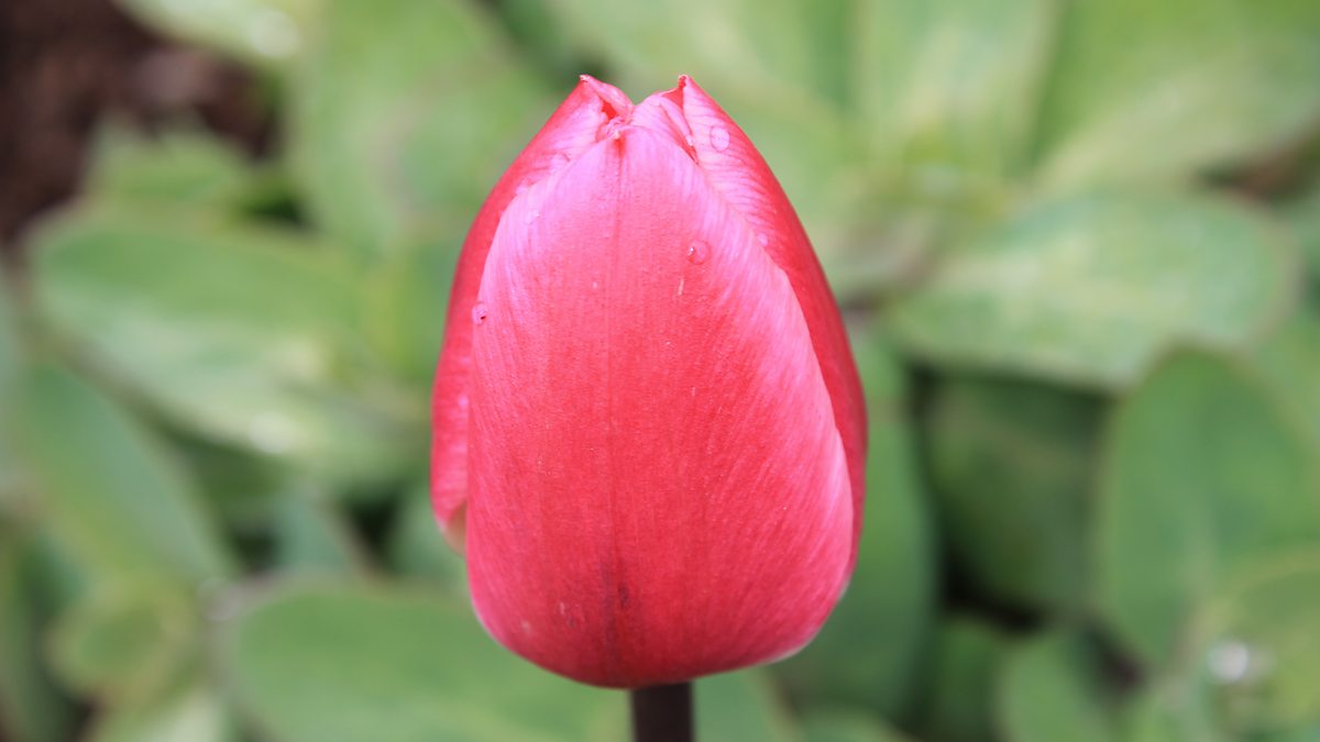 BBC Radio Ulster Gardeners' Corner, 30/04/2016, Glenarm Castle Tulip