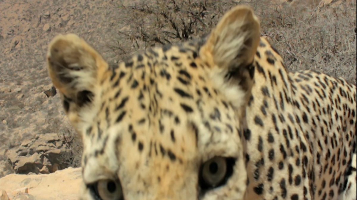 BBC Two Wild Arabia, Encounter with an Arabian leopard