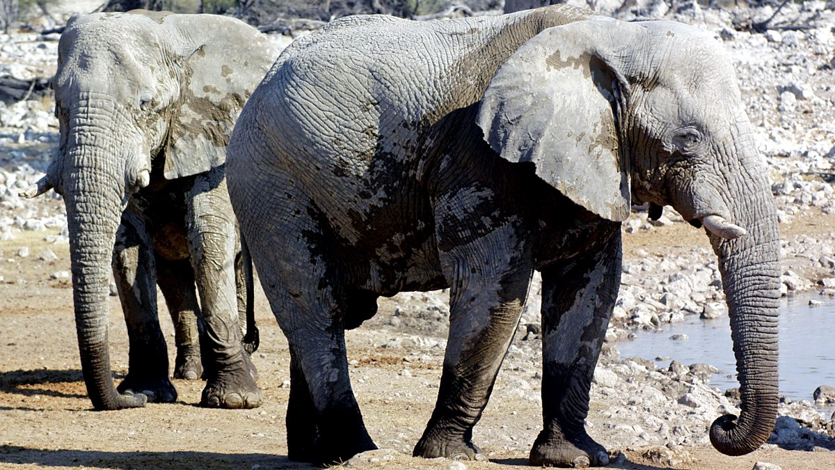 BBC News The End of the Elephants?