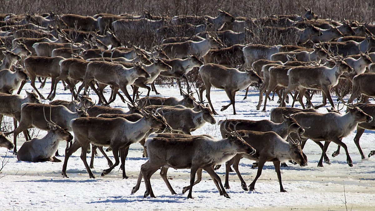 BBC One Nature's Epic Journeys, Caribou