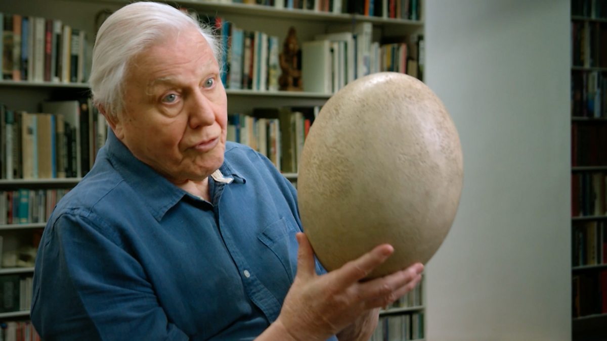 BBC Two - Attenborough and the Giant Egg