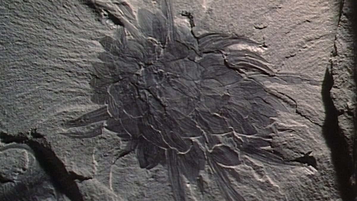 BBC Two - Wiwaxia, A Fossil Discovered In The Burgess Shale And Part Of ...