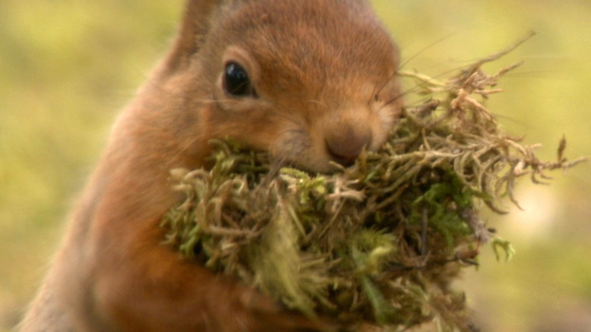 BBC One Highlands Scotland's Wild Heart, What do red squirrels do