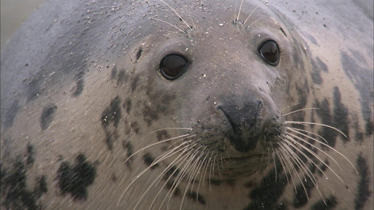 BBC One - Highlands - Scotland's Wild Heart, Seals turn on their own ...