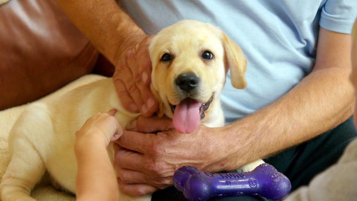 BBC Two Choose the Right Puppy for You, Episode 2