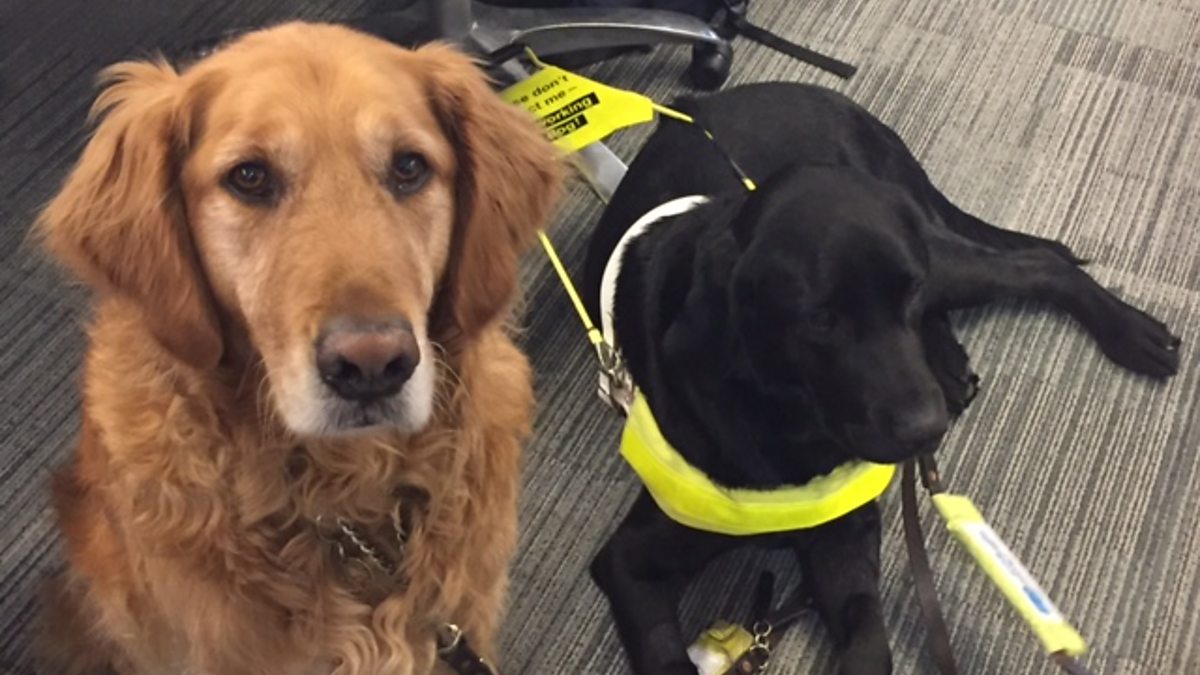 BBC Sounds - Ouch – the cabin fever podcast, Training to use a guide dog isn't always a walk in the park