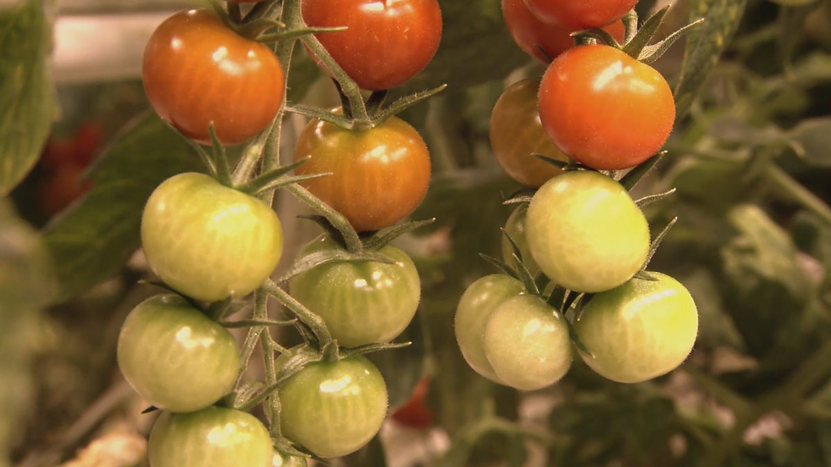 BBC Two Rick Stein's Long Weekends, Reykjavik,  exclusive Tasty