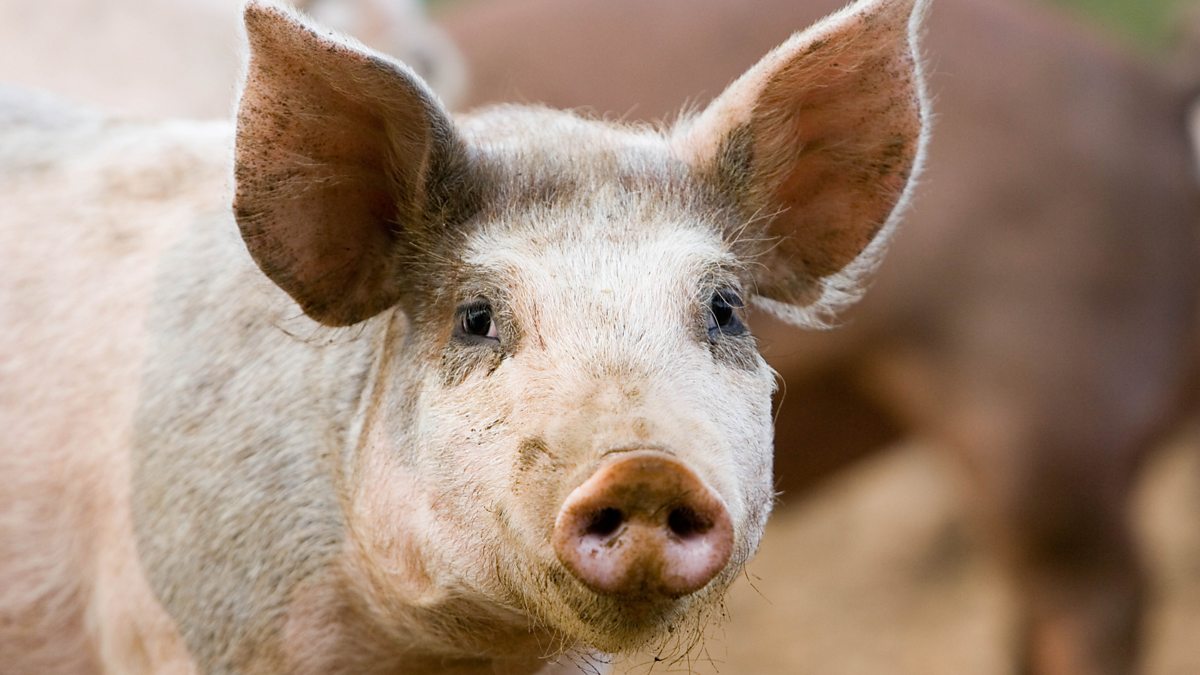 BBC Blogs - The Archers - A Brief History of Pigs at Bridge Farm