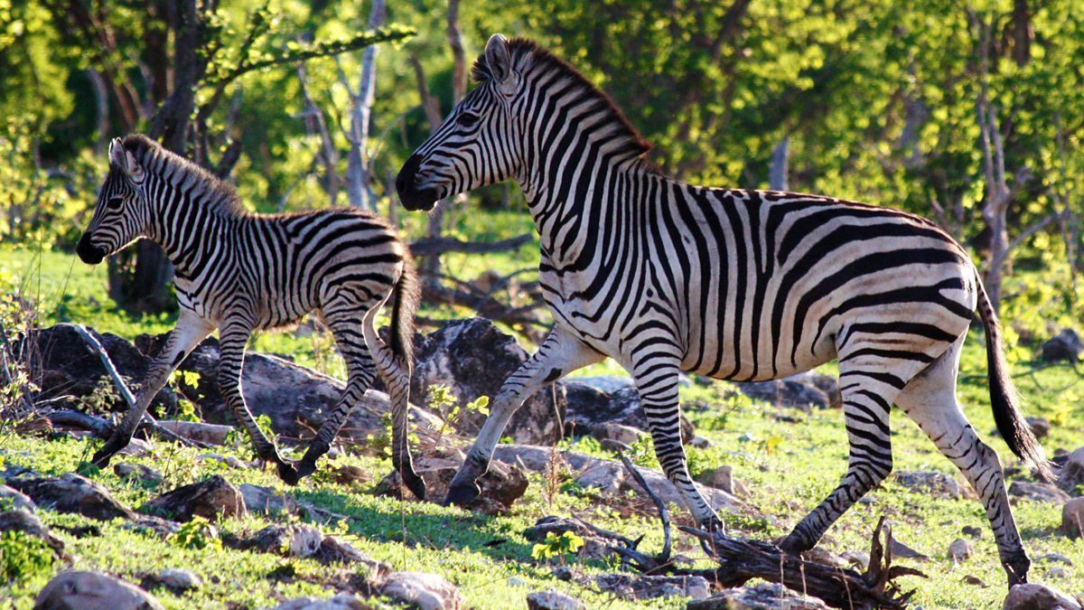 appel strimmel anden BBC One - Nature's Epic Journeys, Zebra
