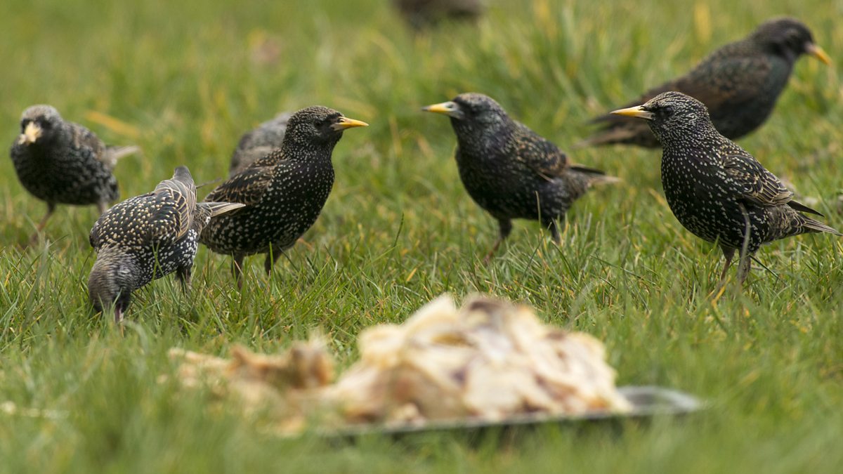 BBC Radio Newcastle - Alfie and Charlie at Breakfast, Starling horror film