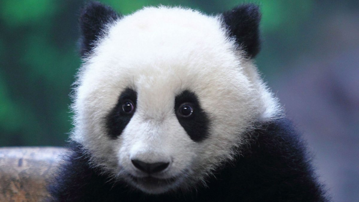 the-popularity-of-giant-pandas-does-not-protect-their-neighbors-earth