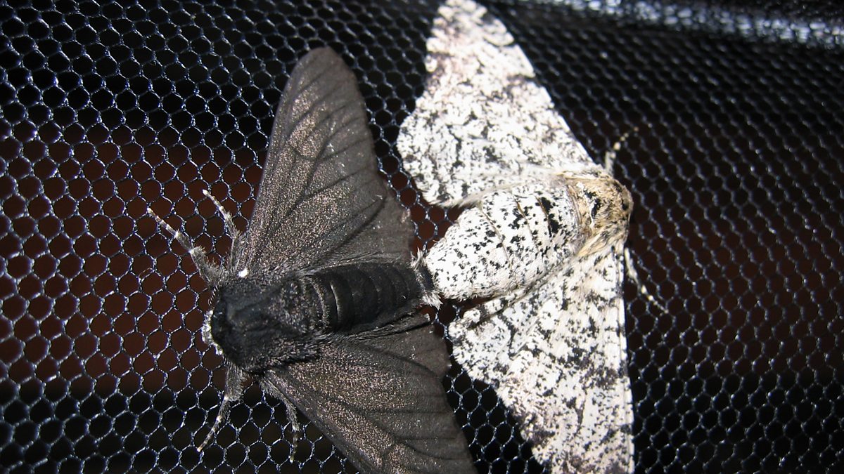BBC World Service Science In Action The Peppered Moth Mutation
