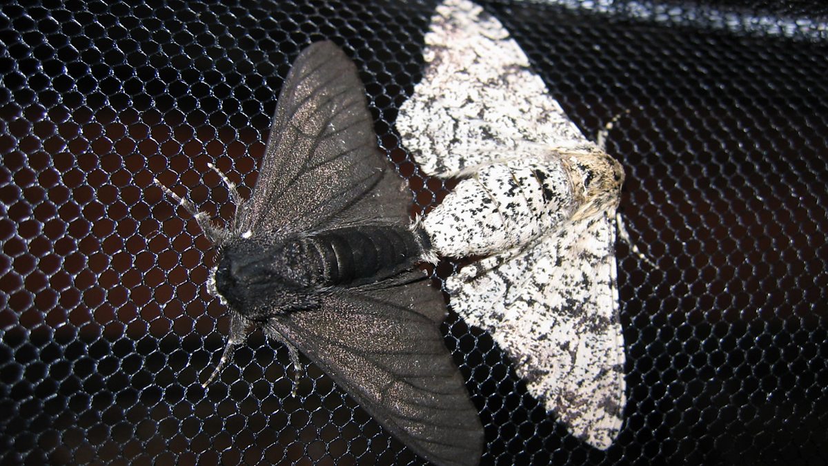 Jumping Gene Took Peppered Moths To The Dark Side