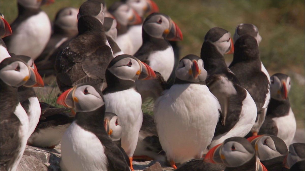 BBC Two - Springwatch, 2016, Iolo Williams meets the 'clowns of the sea'